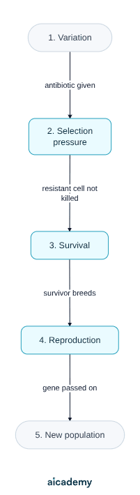 Flowchart of natural selection in antibiotic resistance: variation, then the selection pressure of the antibiotic, then survival of the resistant cell that is not killed, then reproduction passing on the gene, giving a new resistant population.