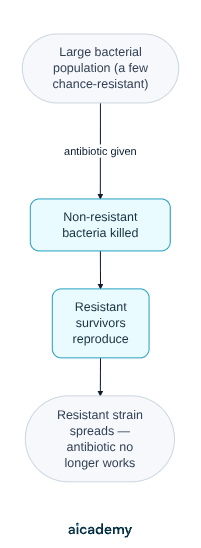 Flowchart of antibiotic resistance: in a large bacterial population a few are resistant by chance, the antibiotic kills the non-resistant bacteria, the resistant survivors reproduce, and the resistant strain spreads so the drug no longer works.