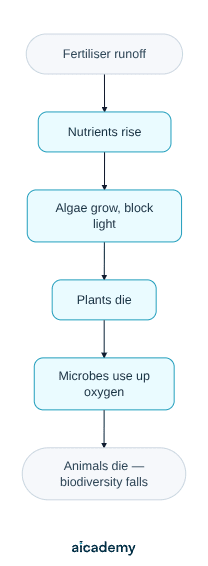 Flowchart of fertiliser runoff reducing biodiversity: nutrient levels rise, algae grow and block light, plants die, microbes decomposing them use up the dissolved oxygen, and aquatic animals die so biodiversity falls.