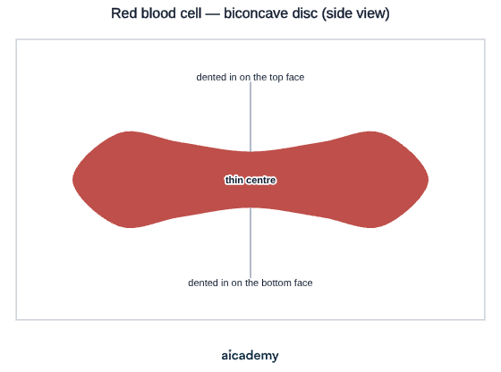 Side view of a red blood cell, a flattened disc dented in on both the top and bottom faces so the centre is thin, giving a large surface area for oxygen to diffuse in and out quickly.