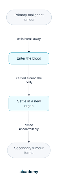 Flowchart of how a cancer spreads: cells break away from a primary malignant tumour, enter the blood, are carried around the body to settle in a new organ, and divide uncontrollably to form a secondary tumour.