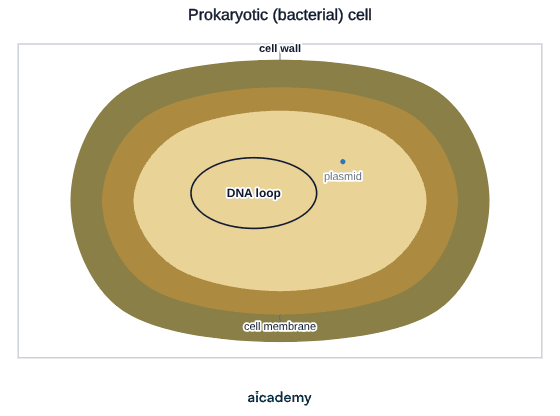 Cross-section of a bacterium: an outer cell wall and a cell membrane enclose the cytoplasm, which holds a single loop of DNA and a much smaller separate plasmid, with no nucleus anywhere in the cell.