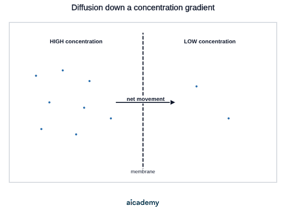 Particles crowded together on the high concentration side of a membrane and only a few on the low concentration side, with an arrow across the membrane showing the net movement from high to low.