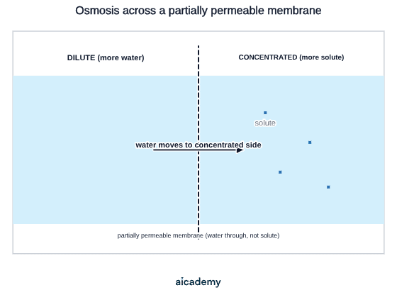 A dilute solution on one side of a partially permeable membrane and a concentrated solution on the other, holding solute particles too large to cross, with an arrow showing water moving to the concentrated side.