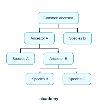 Evolutionary tree branching from a common ancestor into species D and ancestor A; ancestor A splits into species A and ancestor B, which splits again into the closely related species B and species C.