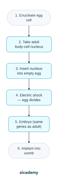 Flowchart of adult cell cloning: remove the nucleus from an egg cell, insert an adult body-cell nucleus, apply an electric shock so the egg divides into an embryo with the same genes as the adult, then implant it into a womb.