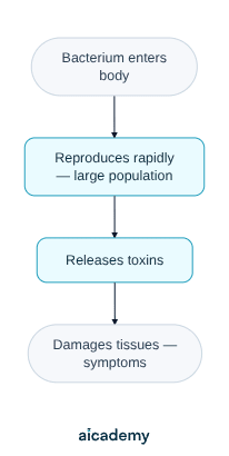 Flowchart of how bacteria make us ill: a bacterium enters the body, reproduces rapidly into a large population, releases toxins, and those toxins damage tissues and cause symptoms.