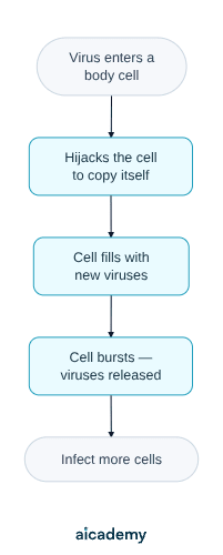 Flowchart of how viruses make us ill: a virus enters a body cell and hijacks it to copy itself, the cell fills with new viruses and bursts to release them, and those viruses go on to infect more cells.
