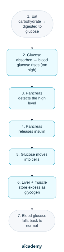 Flowchart of the response to a meal: carbohydrate is digested to glucose and blood glucose rises, the pancreas detects it and releases insulin, glucose moves into cells, the liver and muscles store the excess as glycogen, and the level falls back to normal.