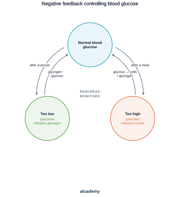 Cycle with the pancreas monitoring at the centre: after a meal the level goes too high and insulin moves glucose into cells and glycogen, while after exercise it goes too low and glucagon turns glycogen back into glucose, each returning it to normal.