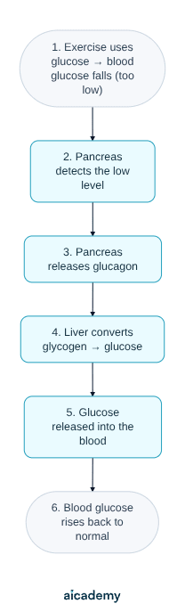 Flowchart of the response to exercise: blood glucose falls too low, the pancreas detects it and releases glucagon, the liver converts glycogen back into glucose, and that glucose is released into the blood so the level rises to normal.