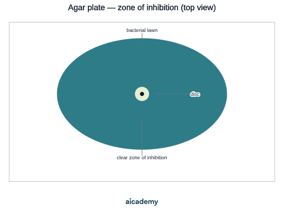 Agar plate seen from above, covered in a bacterial lawn, with a small paper disc at the centre surrounded by a wide clear ring where no bacteria have been able to grow.