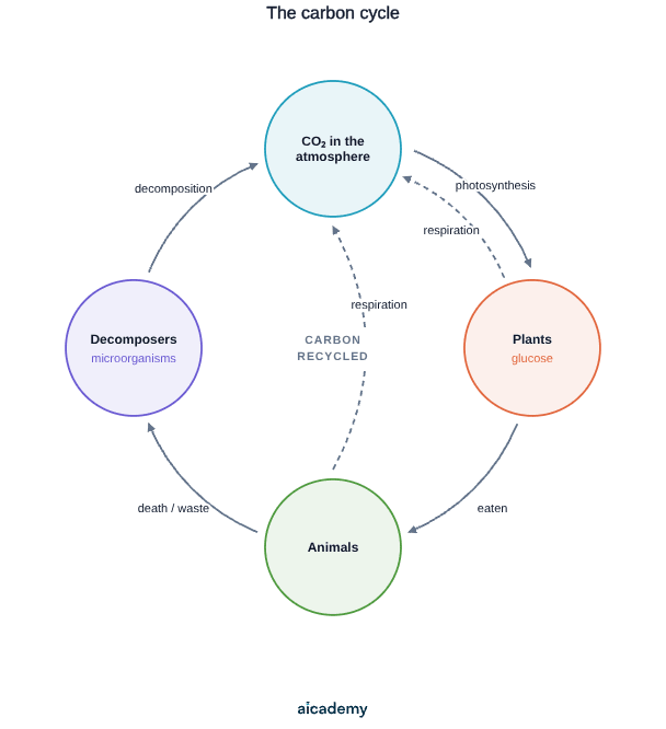 Cycle of carbon between the atmosphere and living things: photosynthesis moves carbon dioxide from the air into plants as glucose, animals eat plants, decomposers feed on death and waste, and respiration and decomposition return carbon dioxide to the air.