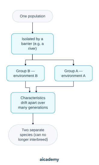 Flowchart of speciation: one population is isolated by a barrier such as a river, the two groups face different environments, their characteristics drift apart over many generations, and they become two separate species that can no longer interbreed.