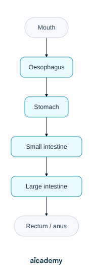 Flowchart of the alimentary canal in order: food passes from the mouth to the oesophagus, then the stomach, the small intestine, the large intestine, and finally the rectum and anus.