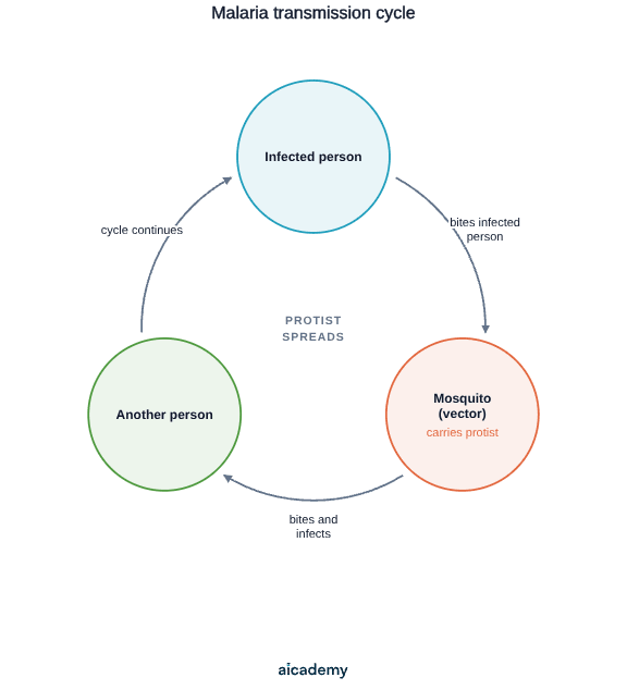 Loop showing how malaria spreads: a mosquito bites an infected person and picks up the protist, then bites another person and infects them, and the cycle continues with the mosquito acting as the vector.