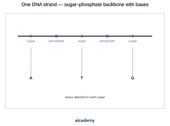 A single DNA strand drawn as a backbone of alternating sugar circles and phosphate squares, with a base attached to each sugar: A, then T, then G.