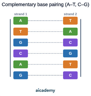 A short DNA ladder with the bases A T G C A G on one strand joined to T A C G T C on the other, showing that A always pairs with T and C always pairs with G.