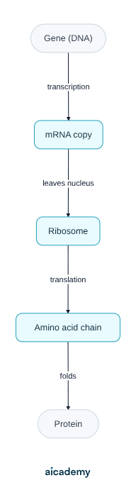 Flowchart of protein synthesis: a gene in DNA is transcribed into an mRNA copy, the copy leaves the nucleus to a ribosome, translation builds a chain of amino acids, and the chain folds into a protein.