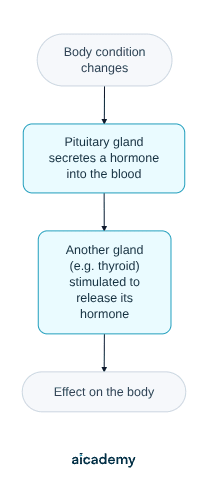 Flowchart of the pituitary as master gland: a change in body conditions makes the pituitary secrete a hormone into the blood, which stimulates another gland such as the thyroid to release its own hormone, producing an effect on the body.