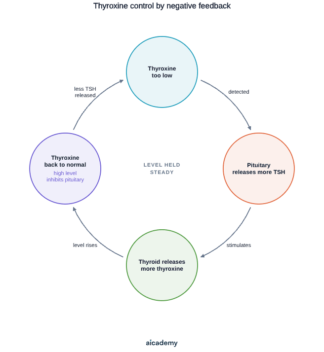 Negative feedback loop: a low thyroxine level is detected, the pituitary releases more TSH, the thyroid releases more thyroxine, and once the level is back to normal the high level inhibits the pituitary so less TSH is released.