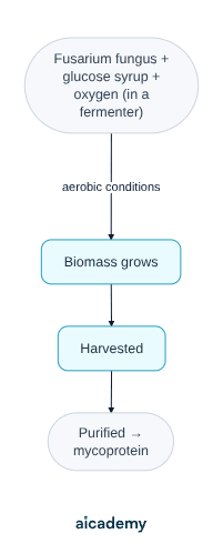 Flowchart of making mycoprotein: the fungus Fusarium is grown on glucose syrup with oxygen in a fermenter, the biomass grows in aerobic conditions, it is harvested, then purified to give mycoprotein.