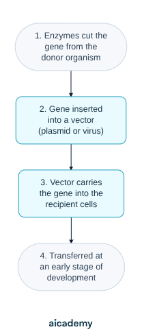Flowchart of genetic engineering in four steps: enzymes cut the required gene from the donor organism, the gene is inserted into a vector such as a bacterial plasmid or virus, the vector carries the gene into the recipient cells, and the transfer is done at an early stage of development.