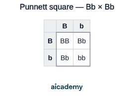 Two-by-two Punnett square grid for a heterozygous cross, with gametes B and b along the top and down the side. The four offspring cells read BB, Bb, Bb and bb, giving a 3 brown to 1 white phenotype ratio.