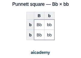 Two-by-two Punnett square grid with gametes B and b along the top and b and b down the side. The four offspring cells read Bb, bb, Bb and bb, giving a 1 brown to 1 white phenotype ratio.