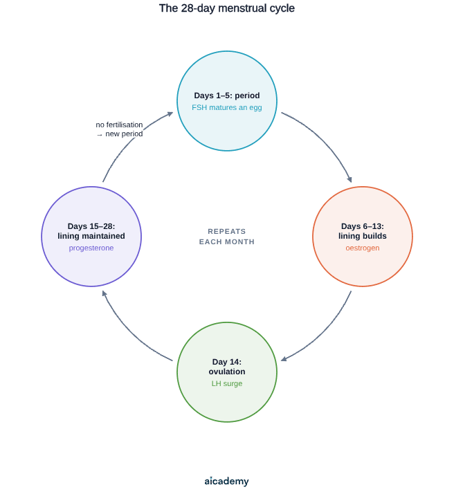 Four-stage cycle: days 1 to 5 the period, with FSH maturing an egg; days 6 to 13 the uterus lining builds under oestrogen; day 14 ovulation triggered by an LH surge; days 15 to 28 progesterone maintains the lining, and without fertilisation a new period begins.