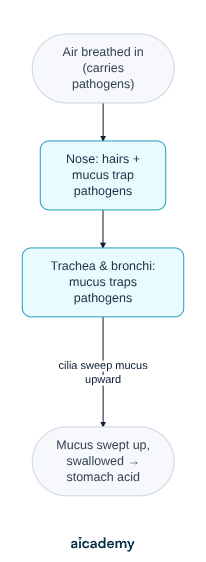 Flowchart of the airway barriers: air breathed in carries pathogens, the nose traps them with hairs and mucus, the trachea and bronchi trap more in mucus, and cilia sweep that mucus upward to be swallowed into stomach acid.
