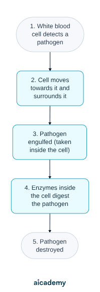 Five-step flowchart of phagocytosis: a white blood cell detects a pathogen, moves towards it and surrounds it, engulfs it, digests it with enzymes inside the cell, and the pathogen is destroyed.