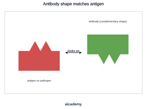 A red antigen on a pathogen with a jagged upper edge sits opposite a green antibody whose notches are the exact complementary shape, with an arrow between them showing the antibody locking on.