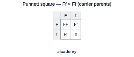 Two-by-two grid crossing two carrier parents, with alleles F and f along the top and down the side. The offspring cells read FF, Ff, Ff and ff, so one child in four inherits cystic fibrosis and two are unaffected carriers.