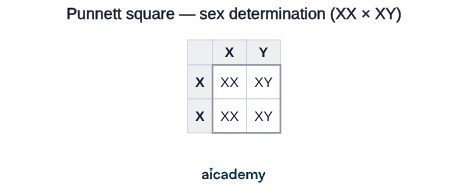 Two-by-two grid with the father's X and Y gametes along the top and the mother's two X gametes down the side. The offspring cells read XX, XY, XX and XY, giving a 50:50 chance of female and male.