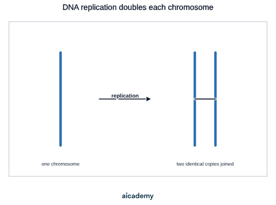 A single blue vertical chromosome on the left, an arrow labelled replication, and on the right two identical blue chromosome copies joined together across the middle.