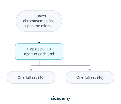 Flowchart of mitosis: the doubled chromosomes line up in the middle of the cell, the copies are pulled apart to each end, and the branch splits to give one full set of 46 chromosomes at each end.