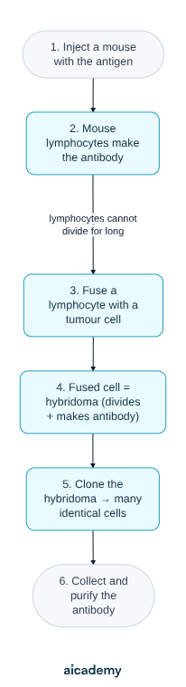 Six-step flowchart of monoclonal antibody production: inject a mouse with the antigen, its lymphocytes make the antibody, fuse a lymphocyte with a tumour cell, the resulting hybridoma both divides and makes antibody, clone it into many identical cells, then collect and purify the antibody.