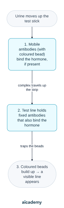 Flowchart of a pregnancy test: urine moves up the test stick, mobile antibodies carrying a coloured bead bind the pregnancy hormone if it is present, the complex travels up to a test line of fixed antibodies that also bind the hormone, and the trapped beads build up into a visible line.