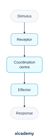 Left to right flowchart of the general nervous pathway: a stimulus is picked up by a receptor, passed to the coordination centre, then on to an effector, which brings about the response.