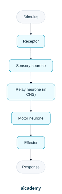 Left to right flowchart of the reflex arc: a stimulus is detected by a receptor, the impulse passes along a sensory neurone to a relay neurone in the central nervous system, then out along a motor neurone to an effector, which produces the response.