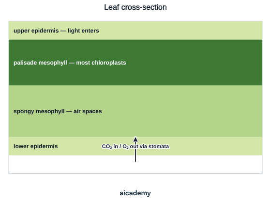 Layered slice through a leaf: upper epidermis where light enters, then palisade mesophyll holding most of the chloroplasts, spongy mesophyll with air spaces, and the lower epidermis, with an arrow at the base showing carbon dioxide in and oxygen out through the stomata.