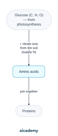 Flowchart of protein synthesis in a plant: glucose from photosynthesis, containing only carbon, hydrogen and oxygen, combines with nitrate ions absorbed from the soil to form amino acids, which then join together to make proteins.