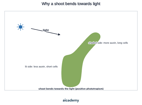 A shoot lit from one side by the sun curves towards the light. The lit side is labelled as having less auxin and short cells, while the shaded side has more auxin and long cells, so uneven growth bends the shoot in positive phototropism.