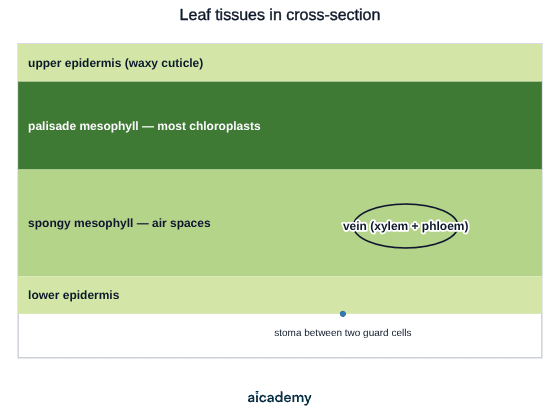 Leaf layers from the top down: upper epidermis with a waxy cuticle, palisade mesophyll holding most chloroplasts, spongy mesophyll full of air spaces, and lower epidermis, with a vein of xylem and phloem and a stoma between two guard cells.