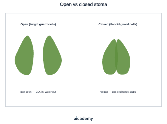 Two pairs of guard cells side by side: turgid guard cells bend apart to leave a gap so carbon dioxide enters and water vapour escapes, while flaccid guard cells sit together so the gap closes and gas exchange stops.