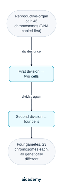 Flowchart of meiosis: a reproductive-organ cell with 46 chromosomes copies its DNA, divides once into two cells, then divides again into four cells, ending as four genetically different gametes with 23 chromosomes each.