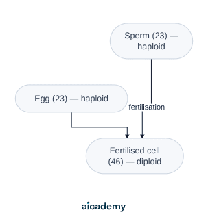Flowchart of fertilisation: a haploid sperm carrying 23 chromosomes and a haploid egg carrying 23 chromosomes fuse to form one diploid fertilised cell with 46 chromosomes.