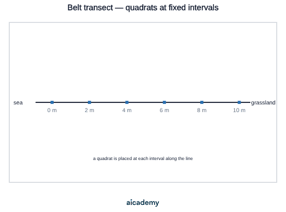 A tape measure laid in a straight line from the sea to grassland, with a quadrat marked every 2 m at 0, 2, 4, 6, 8 and 10 m along the gradient.