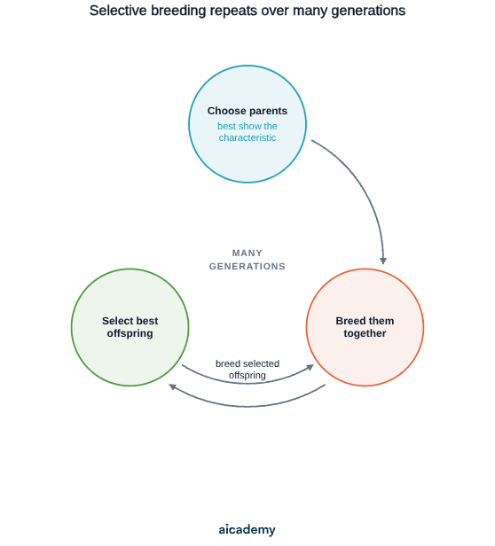 A repeating cycle: choose the parents that best show the desired characteristic, breed them together, select the best offspring, then breed those selected offspring, looping round again over many generations.